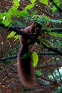 Squirrel Carpinus betulus