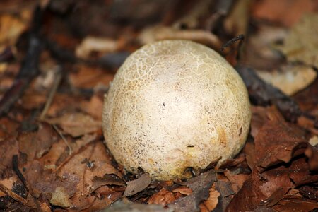 Mushroom dust umbrinum puff ball mushroom photo