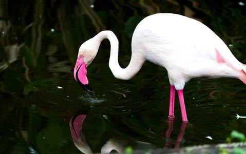 Flamingo animal outdoors