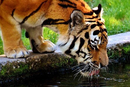 Beautiful dangerous big cat photo