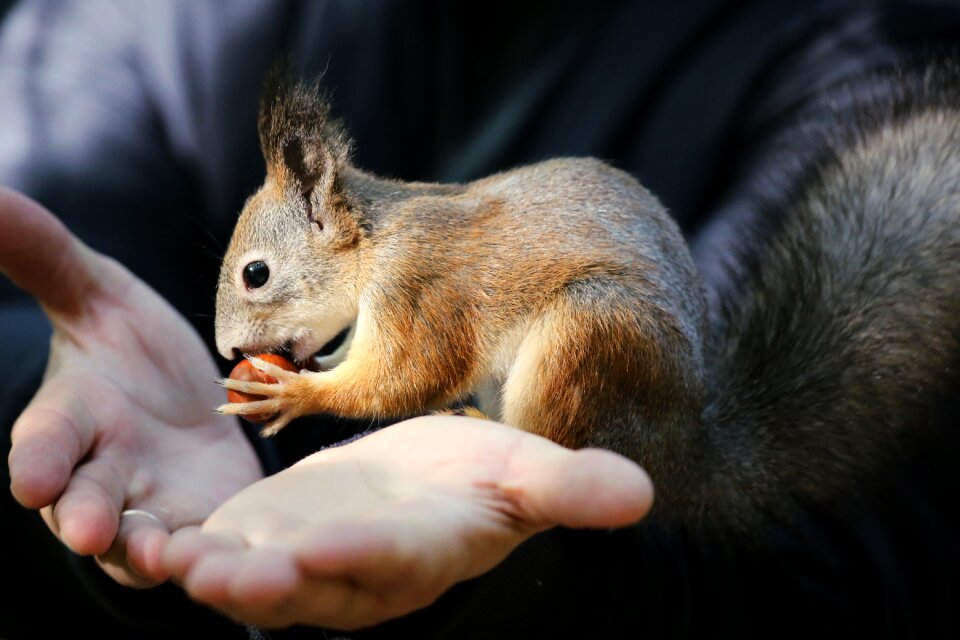 One little animals