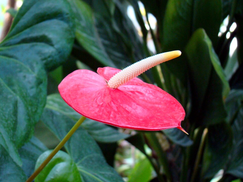 Anthurium potted flower plant