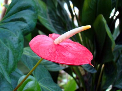 Anthurium potted flower plant