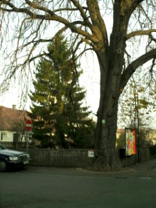 St.Pöltnertor Traismauer