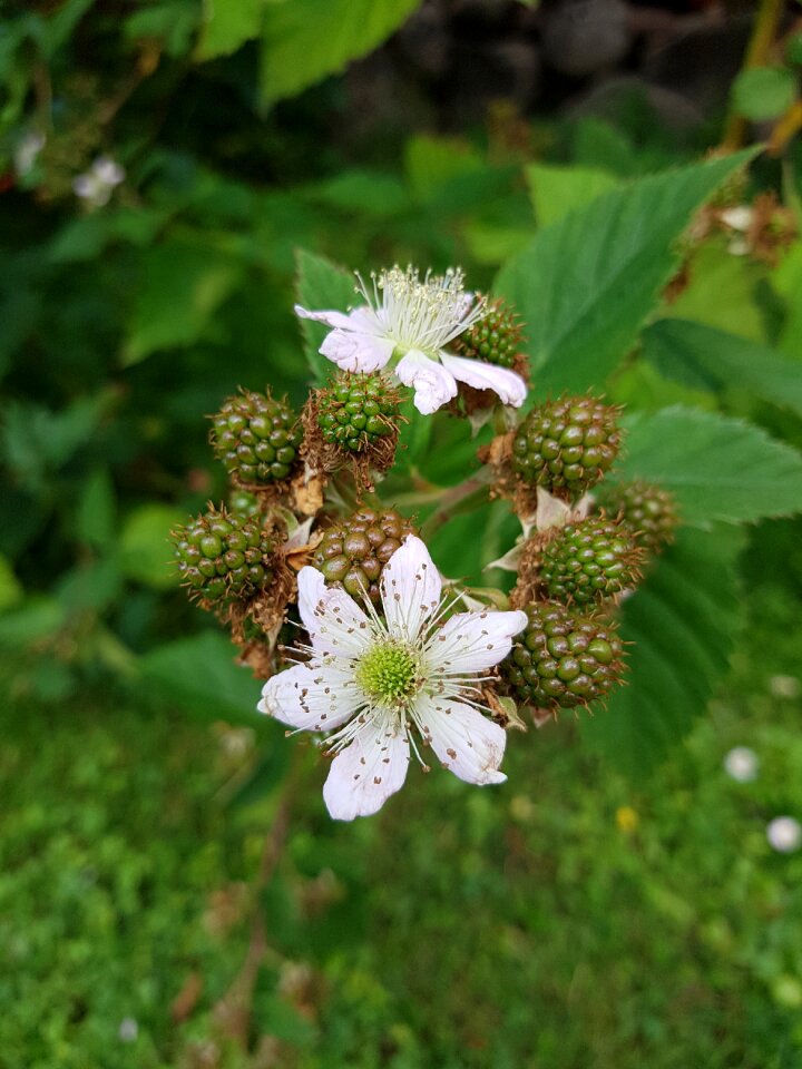 Autumn berry flower