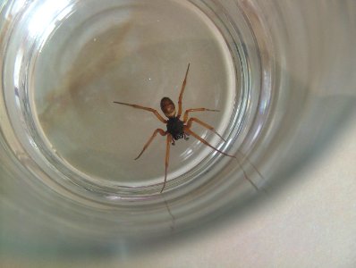 Steatodanobilis218