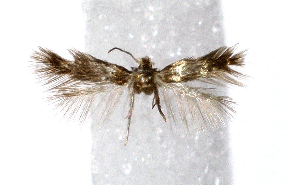Stigmella tiliae