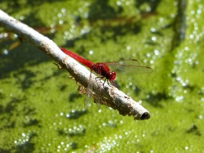 Pond wetland algae