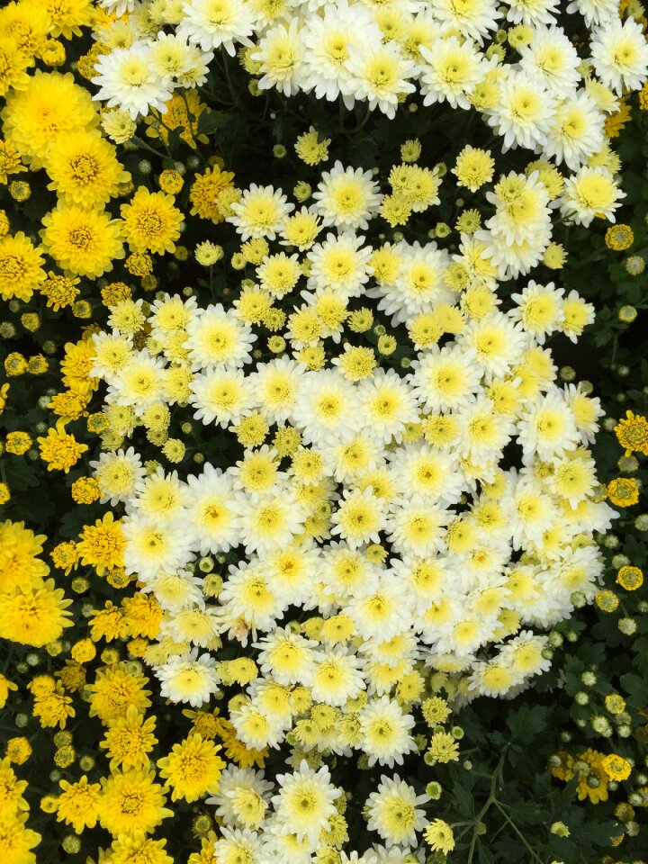 White flower chrysanthemum small yellow flowers