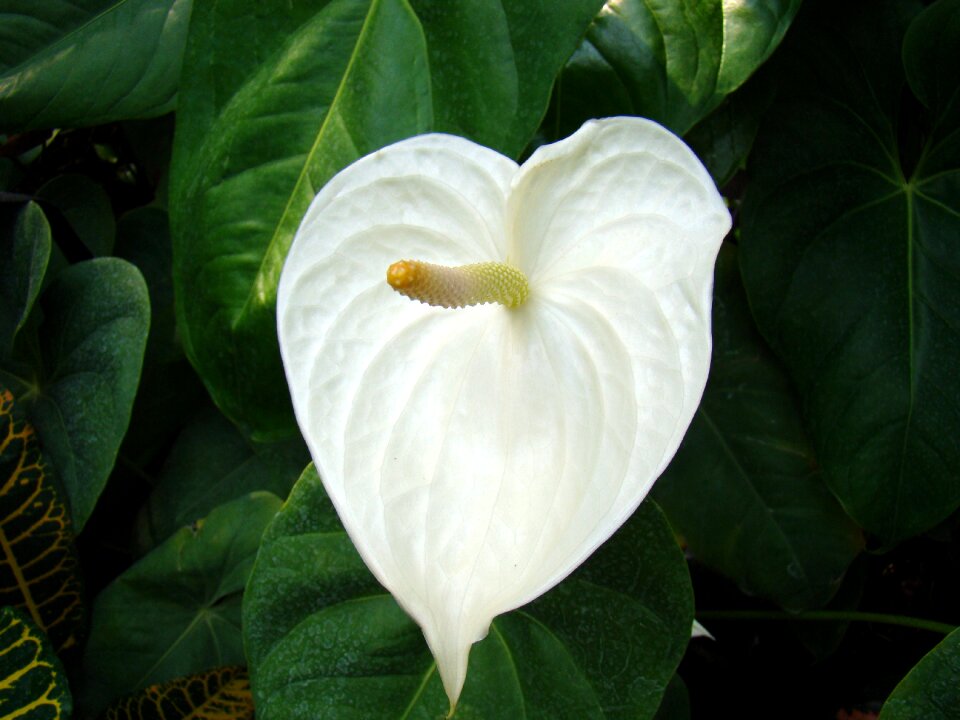 Anthurium potted flower plant