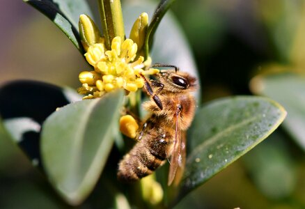 Bloom insect beekeeping photo
