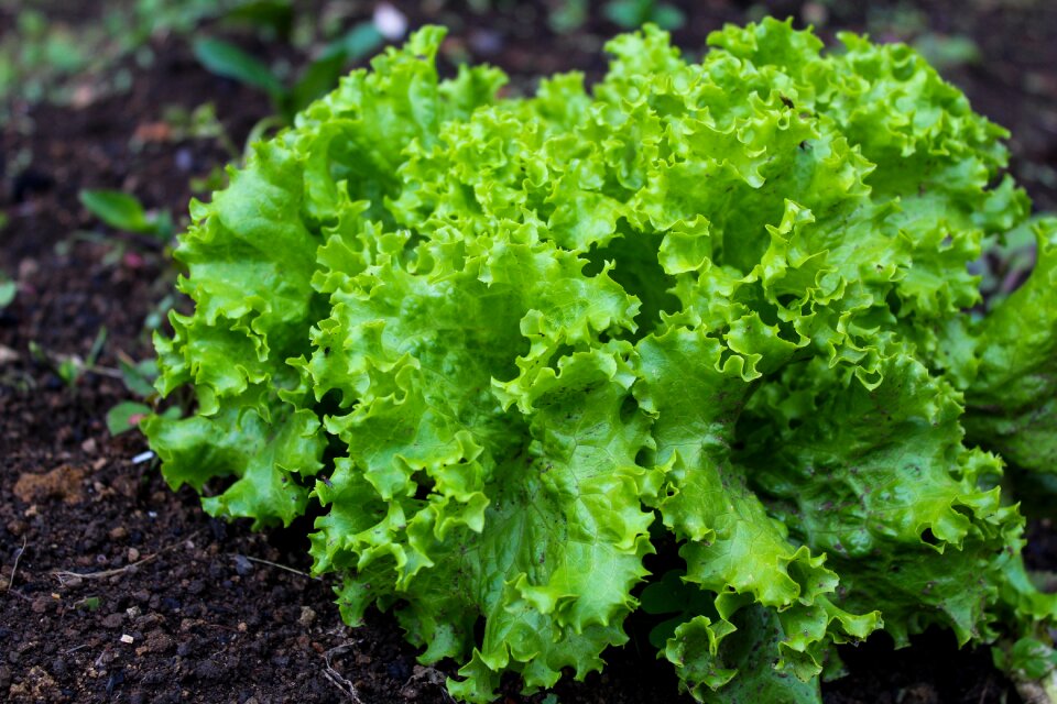 Plant leaf freshness