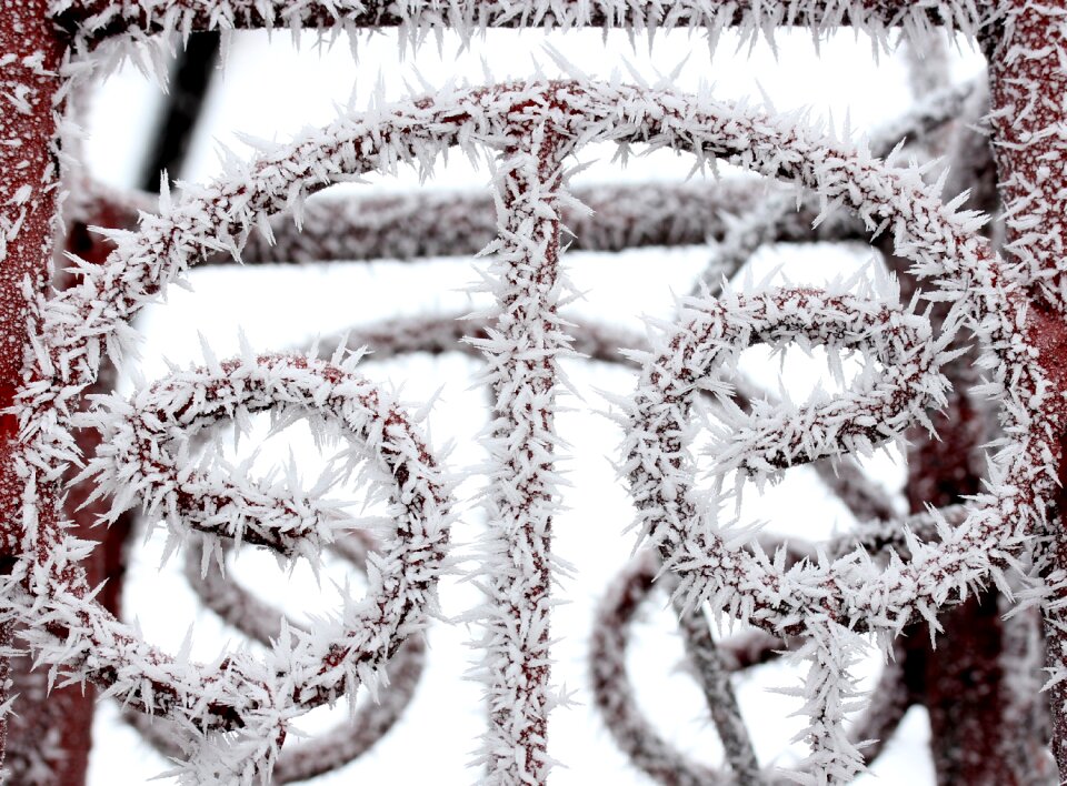 Frozen rime winter
