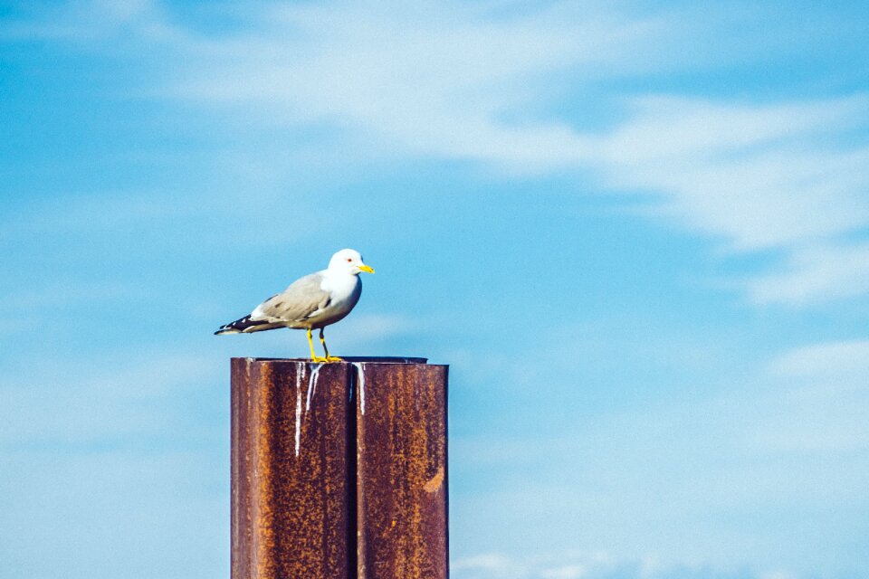 Cloud steel bird