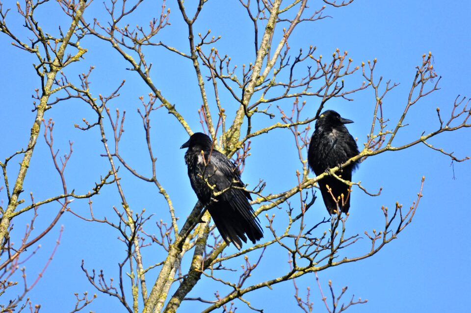 Corvus wildlife sitting