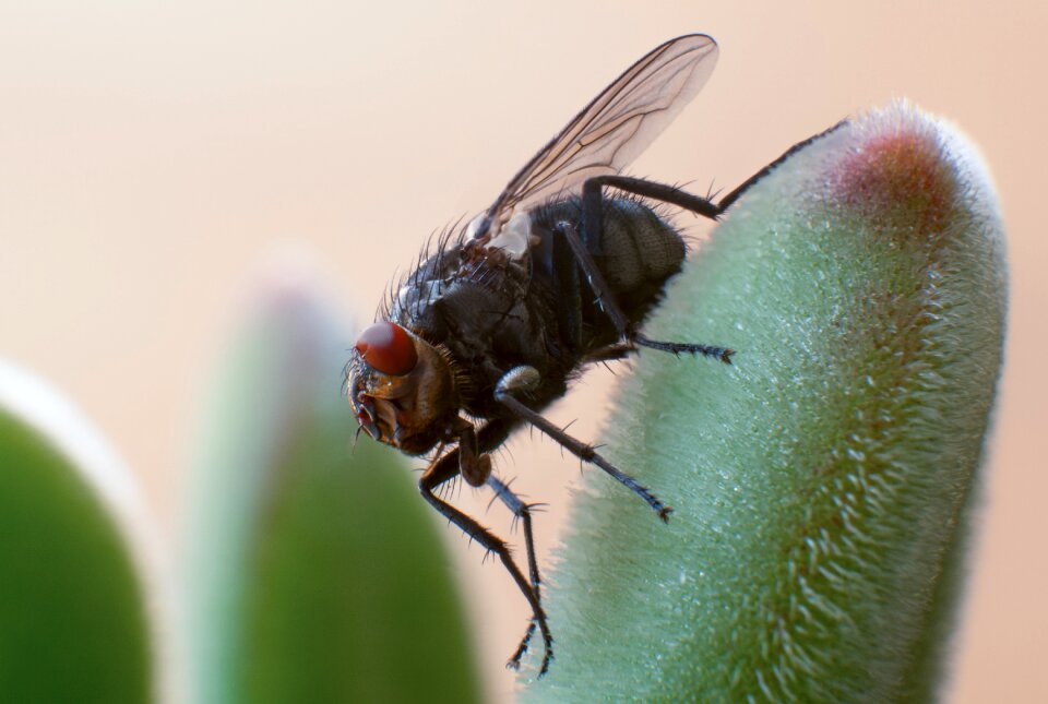 Nature close up wing photo