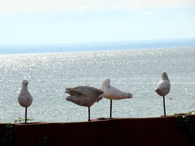 Wooden birds ornament seagull