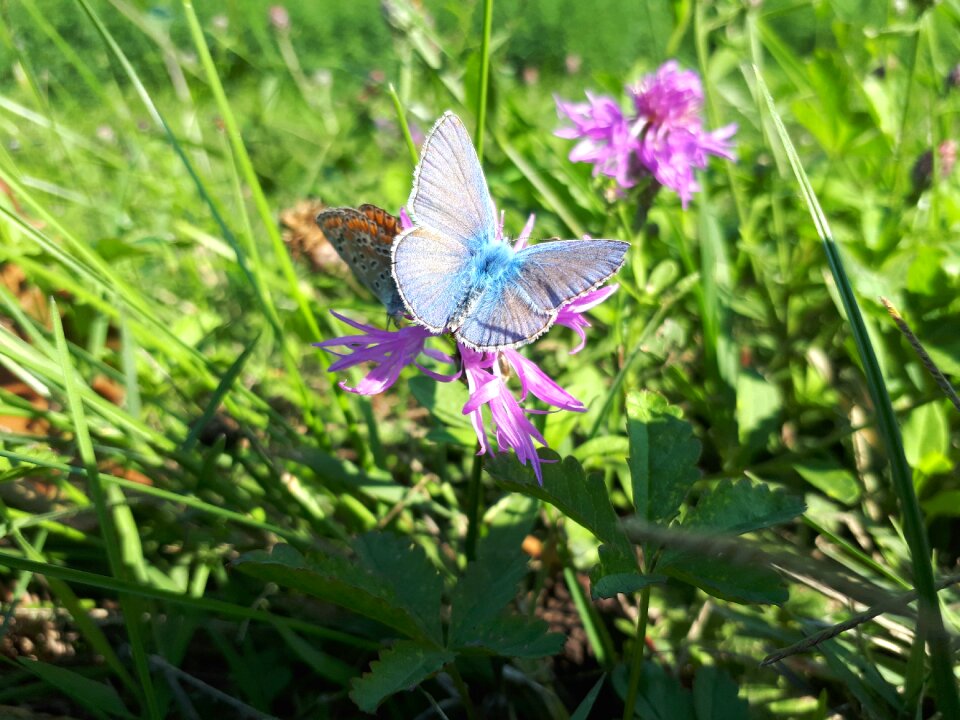 Butterfly flowers animals