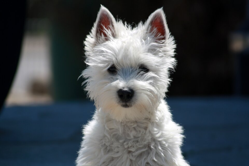 Animal pet west-highland-terrier