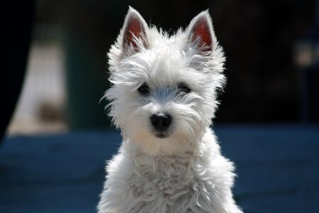 Animal pet west-highland-terrier