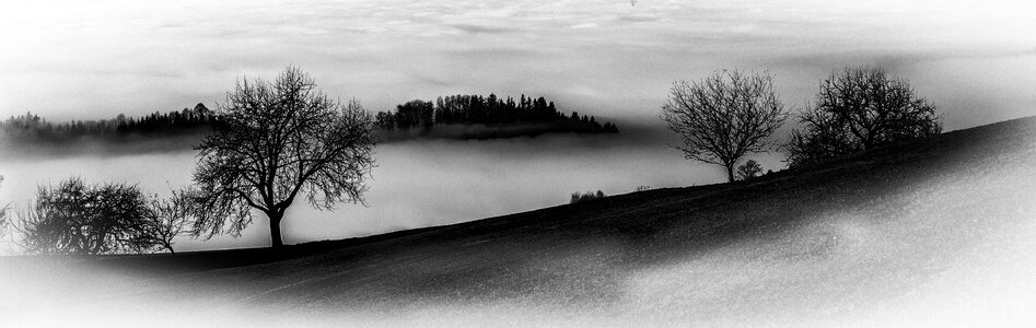 Panorama black and white photography tree photo
