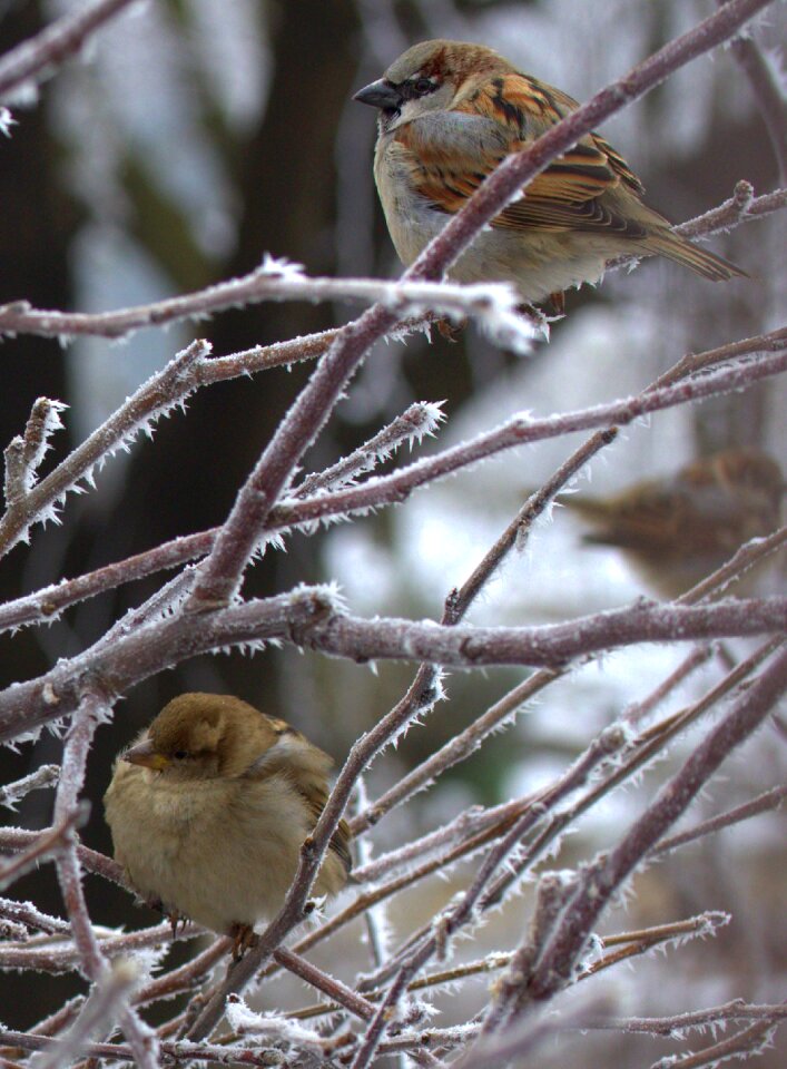 Birds cold winter