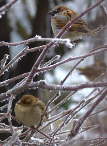 Birds cold winter