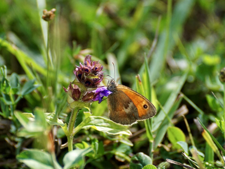 Butterflies small fire falter insect