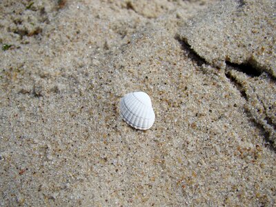 Seashell sea shells
