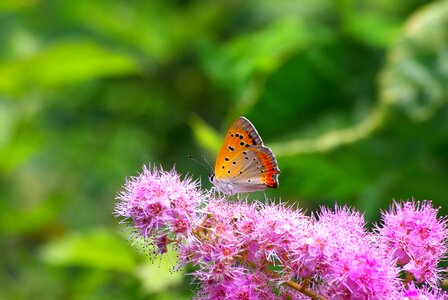 Summer garden butterfly photo
