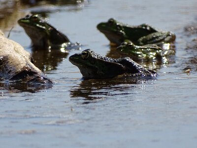 Frogs frogs in water frogs on the beach