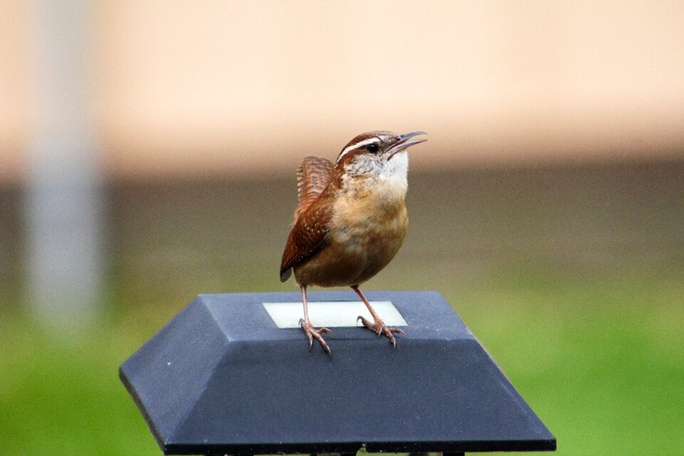 Nature wren natural