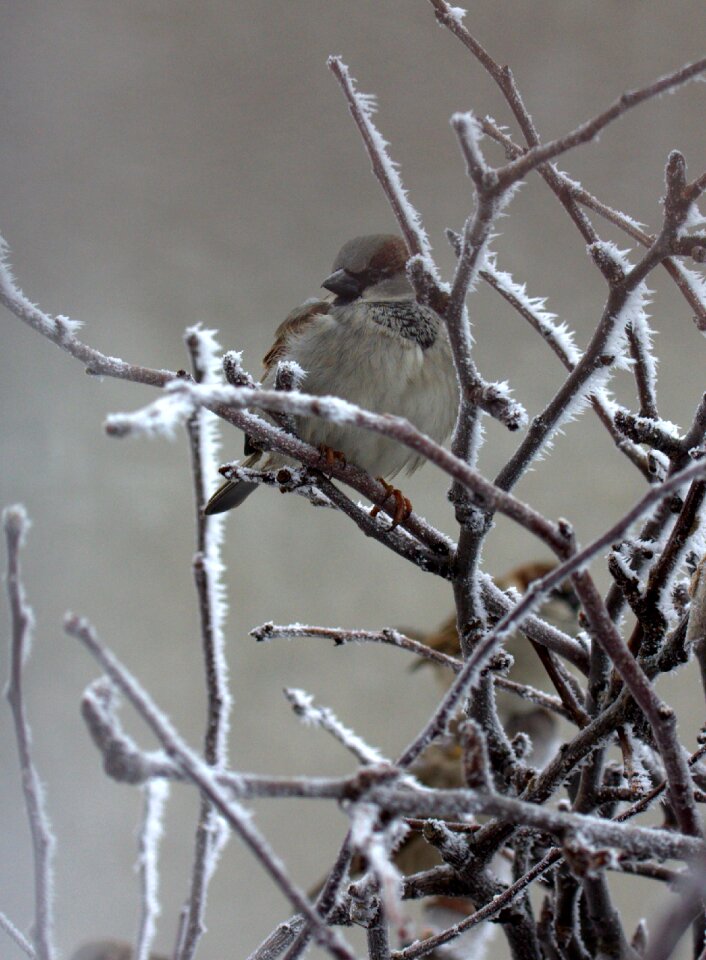 Birds cold winter photo