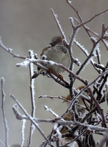 Birds cold winter photo