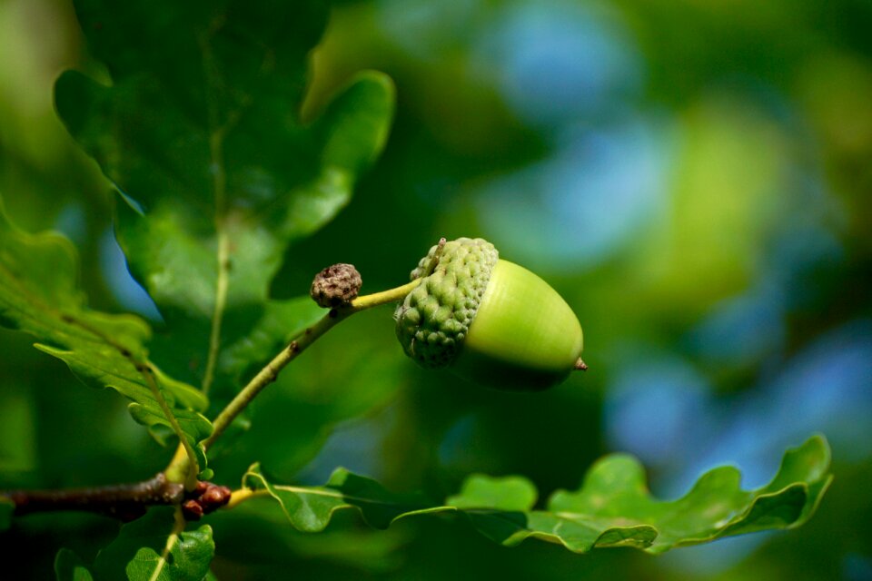 Nature oak fruit green - Free Stock Photos | Creazilla