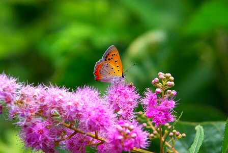 Summer garden butterfly