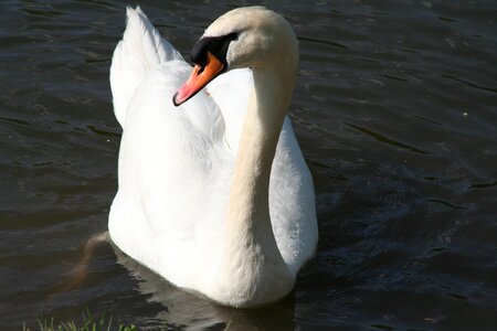 Bird no person nature photo