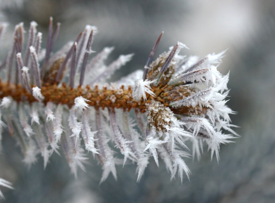 Rime white winter photo