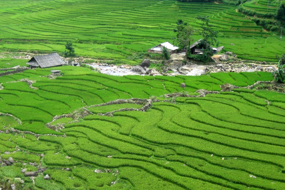 Rice field green tour