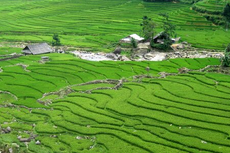 Rice field green tour