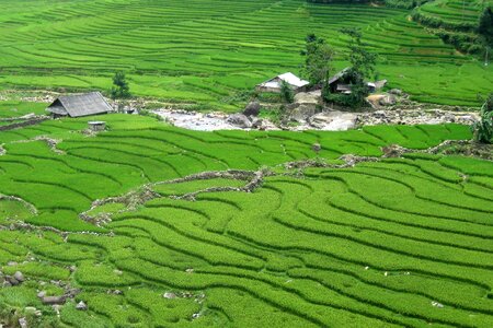 Rice field green tour photo