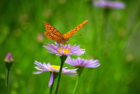 Outdoors plants insects photo