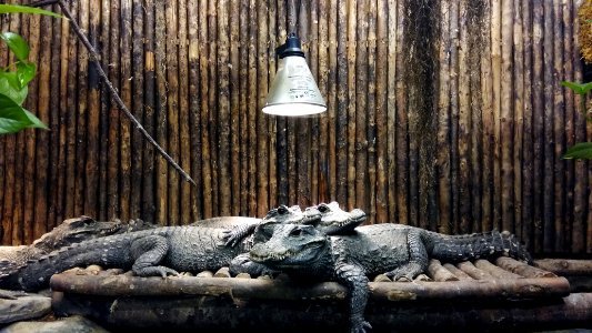 Stumpfkrokodile Nock
