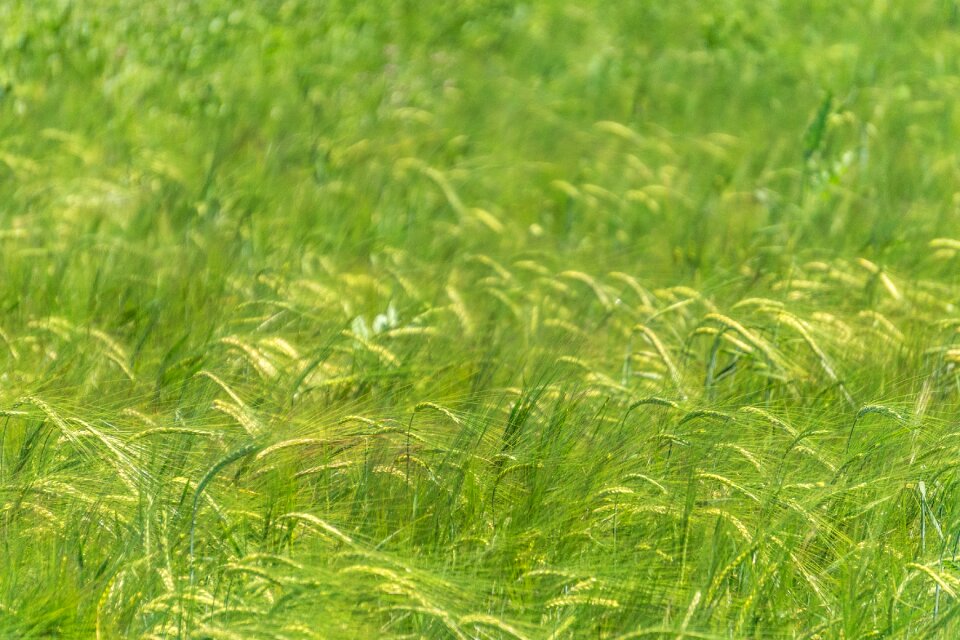 Grass agriculture plant