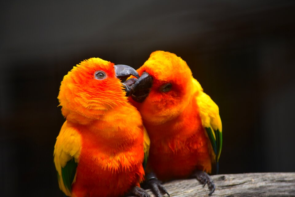 Love nature wildlife