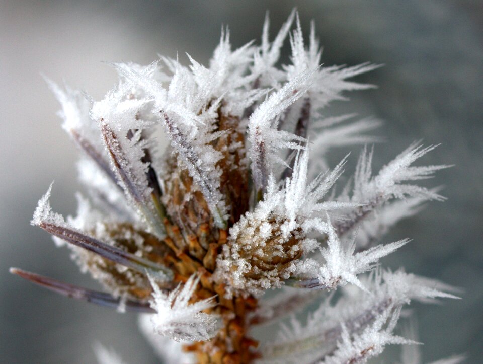 Rime white winter photo