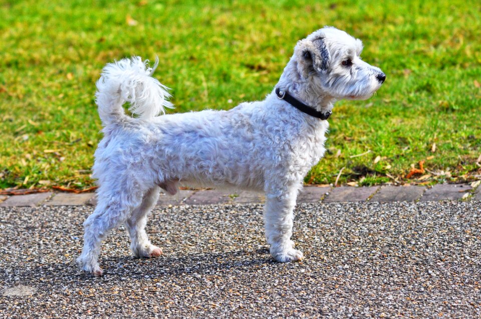 Mammal little dog pet