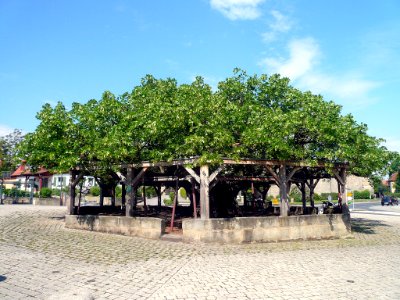 Tanzlinde Effeltrich, 8