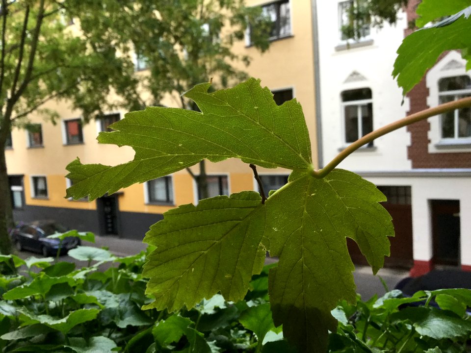 Tarnung-Raupe