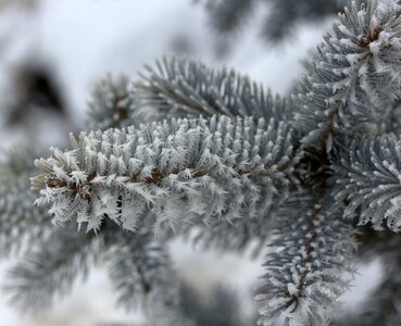 Rime white winter photo